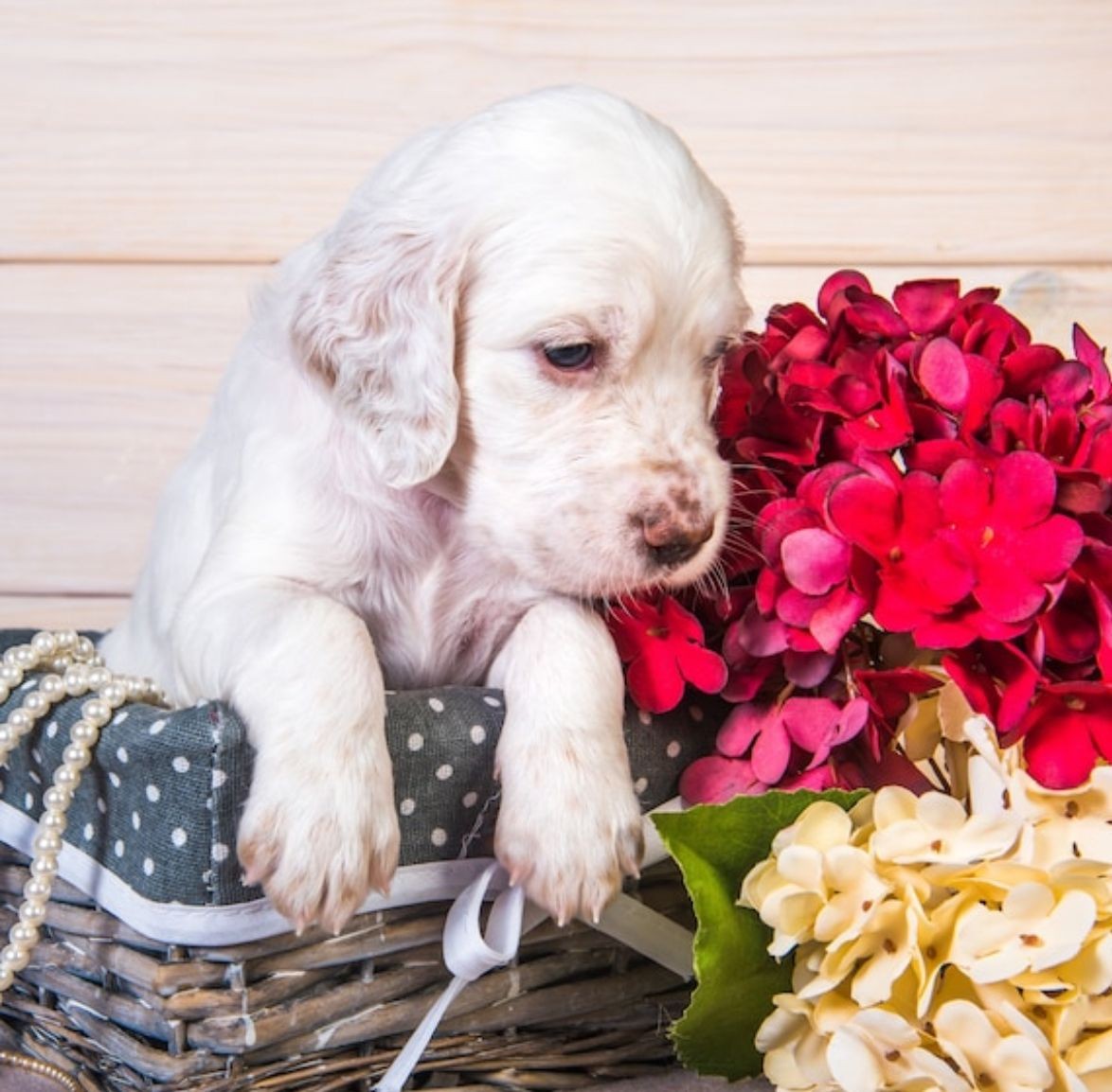 Paws & Petals: A Blooming Puppy Therapy Experience